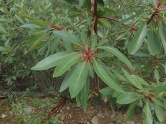 Arbutus