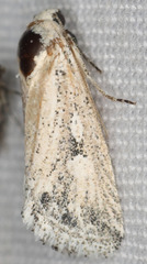 Leucocnemis variabilis