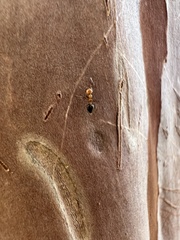 Crematogaster laeviuscula