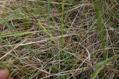 Spiranthes australis