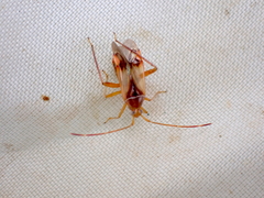 Pseudomegacoelum beckeri