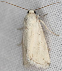 Leucocnemis variabilis