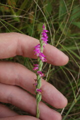 Spiranthes australis