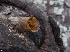 Scaptotrigona depilis
