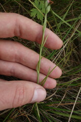 Spiranthes australis