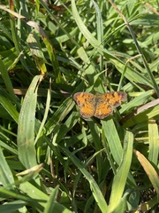 Phyciodes tharos