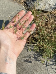Erodium cicutarium