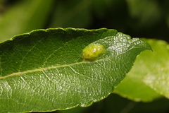 Euura bridgmanii