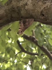 Papilionoidea