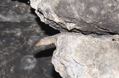 Lepidophyma smithii