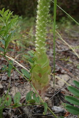 Orostachys malacophylla