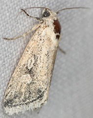 Leucocnemis variabilis