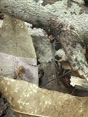 Camponotus castaneus