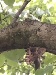 Papilionoidea