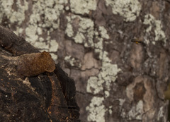 Scaptotrigona depilis