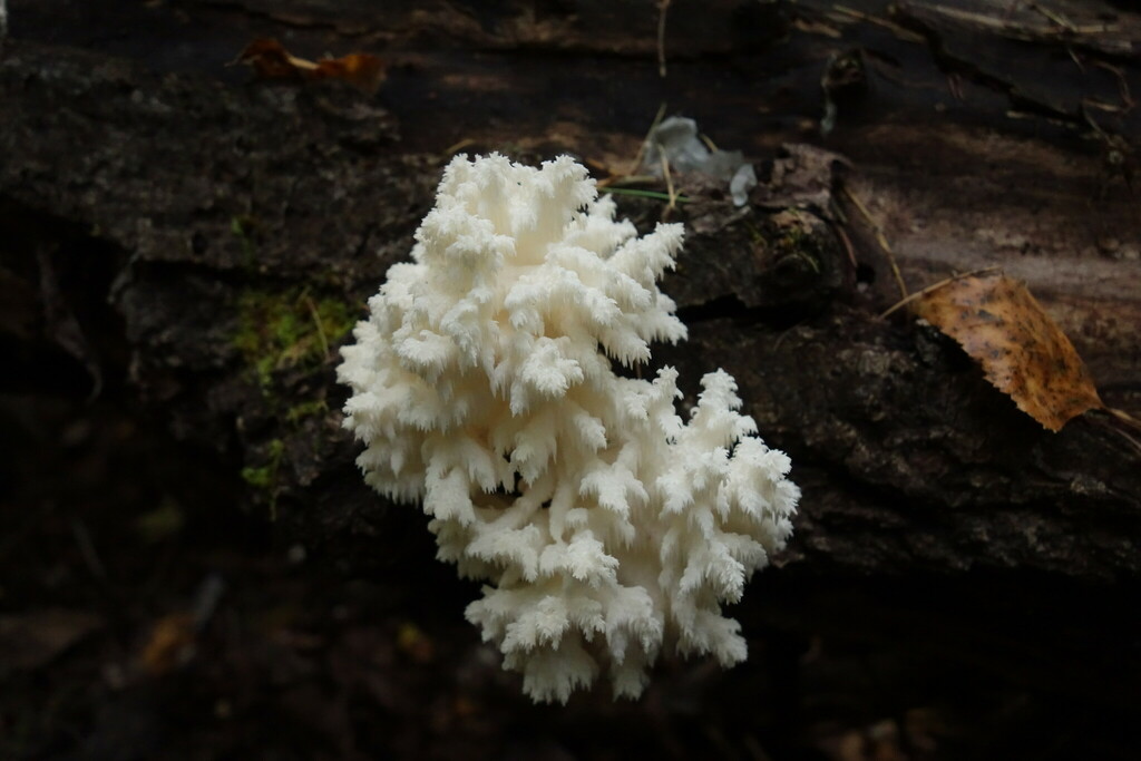 Hericium coralloides · August 2022 · photo: © aleksey_baushev (iNaturalist, cc-by)