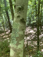 Lecanora thysanophora