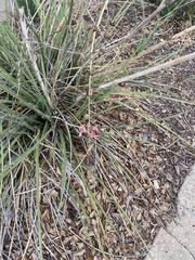 Hesperaloe
