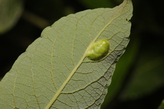 Euura bridgmanii