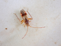 Pseudomegacoelum beckeri