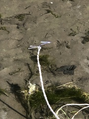 Argia fumipennis