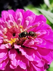 Vespula vidua