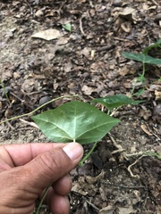 Passiflora mcvaughiana