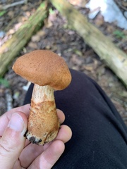 Cortinarius armillatus