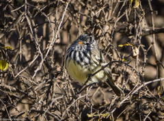 Anairetes flavirostris