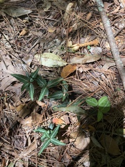 Chimaphila maculata