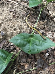 Passiflora mcvaughiana