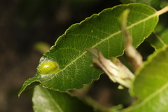 Euura bridgmanii