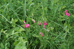 Lathyrus tuberosus