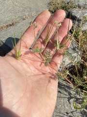 Erodium cicutarium
