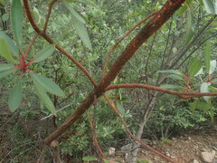 Arbutus
