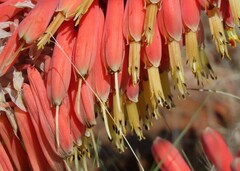 Aloe claviflora