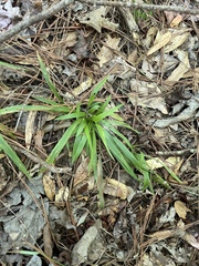 Dichanthelium laxiflorum