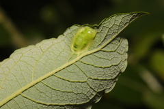 Euura bridgmanii