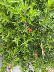 Anisacanthus quadrifidus