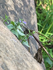 Scutellaria lateriflora