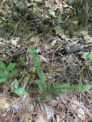 Asplenium platyneuron