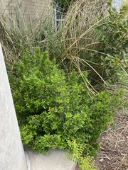 Anisacanthus quadrifidus