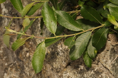 Salix atrocinerea