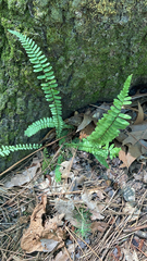 Asplenium platyneuron