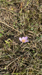 Colchicum autumnale
