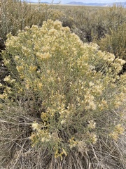 Chrysothamnus