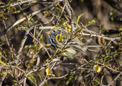 Anairetes flavirostris
