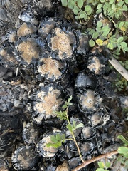 Montagnea arenaria