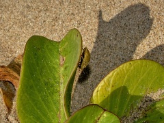 Aspidimorpha puncticosta