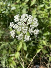 Apioideae